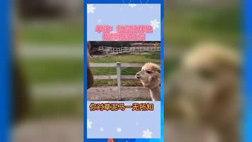 娱乐吃瓜用的音乐有哪些