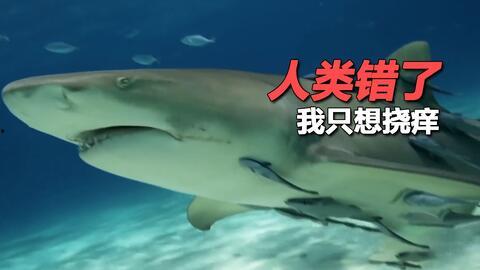 娱乐吃瓜酱鲨鱼视频